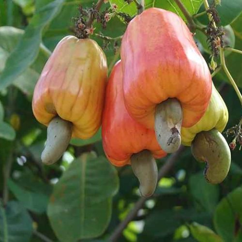 cashew1
