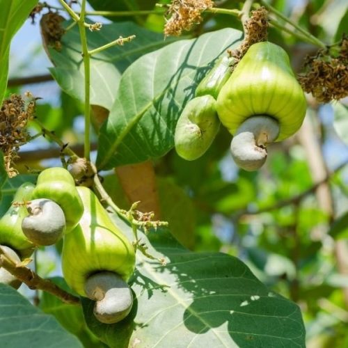 cashew3